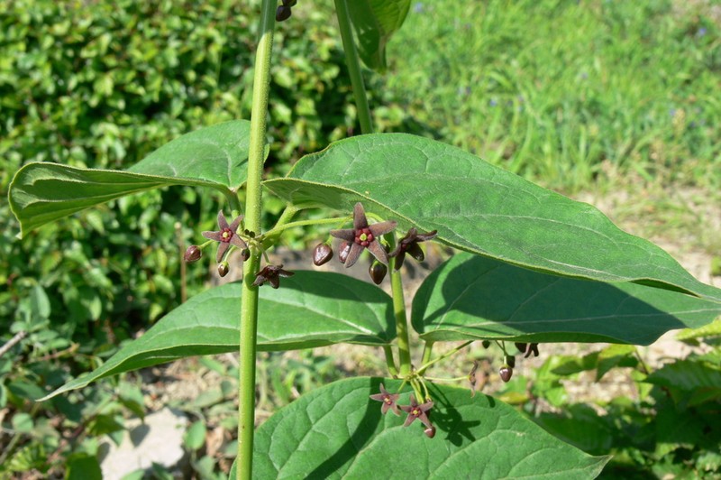 Vincetoxicum scandens photo 7