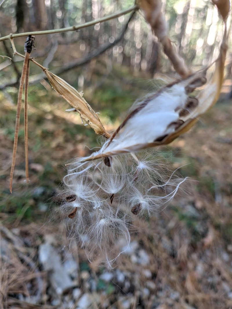 Vincetoxicum scandens photo 8