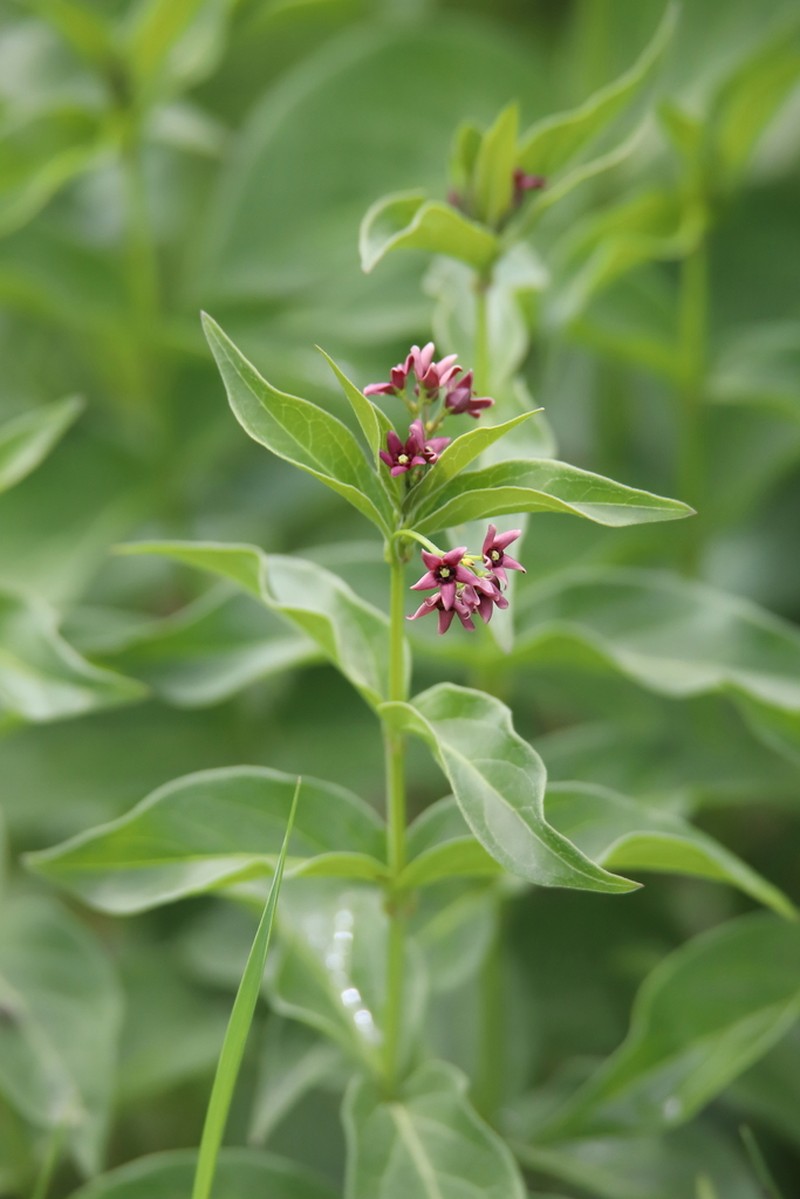 Vincetoxicum schmalhausenii