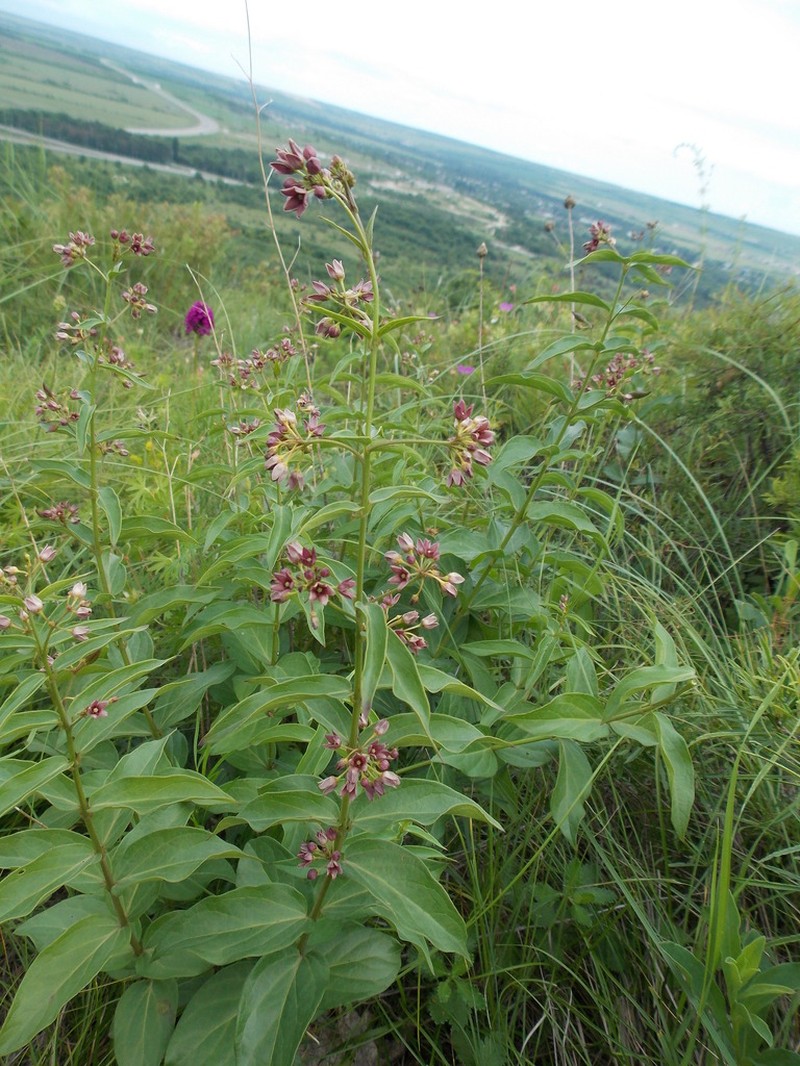 Vincetoxicum schmalhausenii photo 2