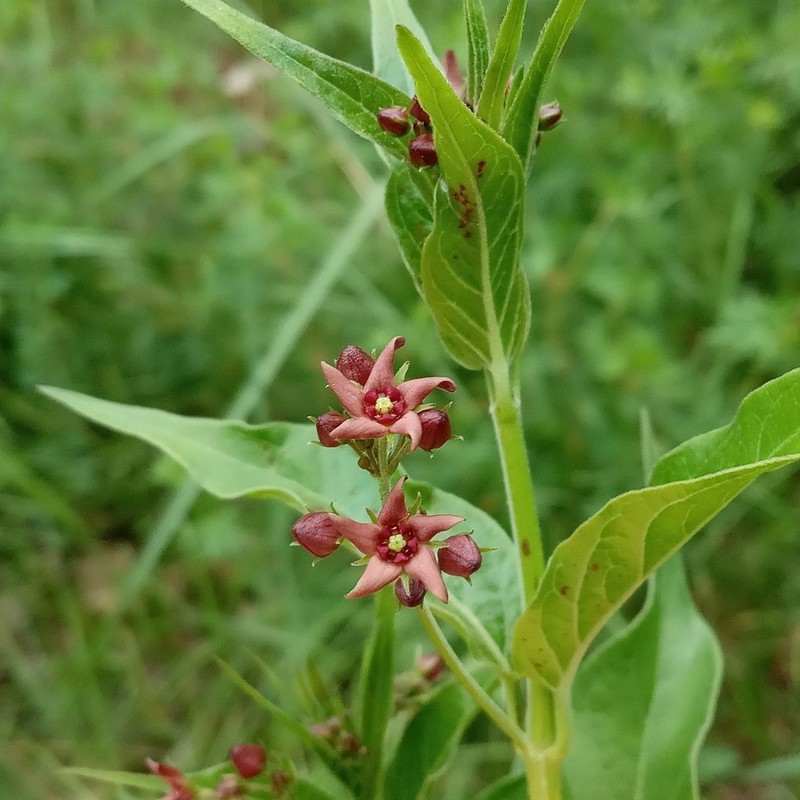 Vincetoxicum schmalhausenii photo 3