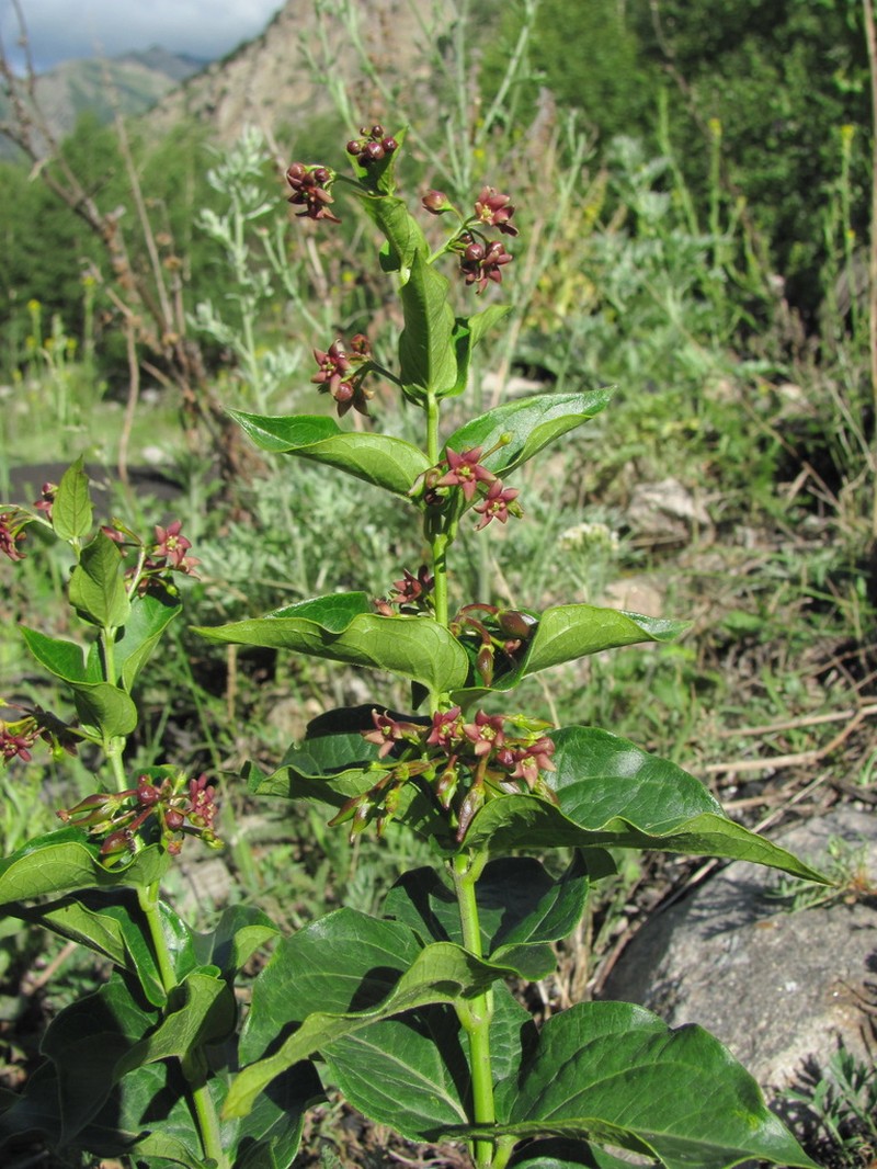 Vincetoxicum schmalhausenii photo 4