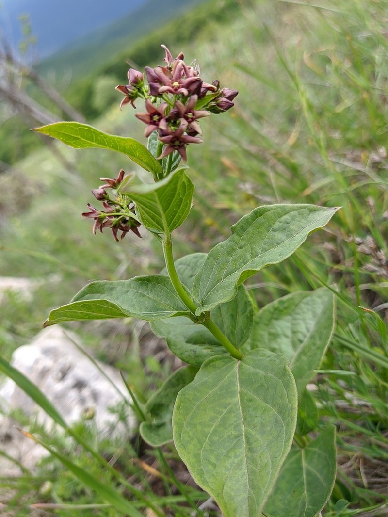 Vincetoxicum schmalhausenii photo 5