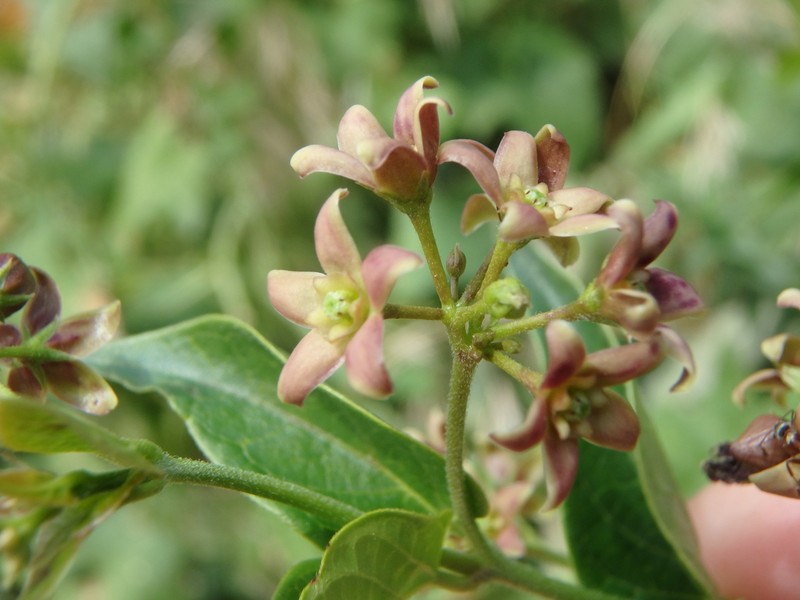 Vincetoxicum schmalhausenii photo 6