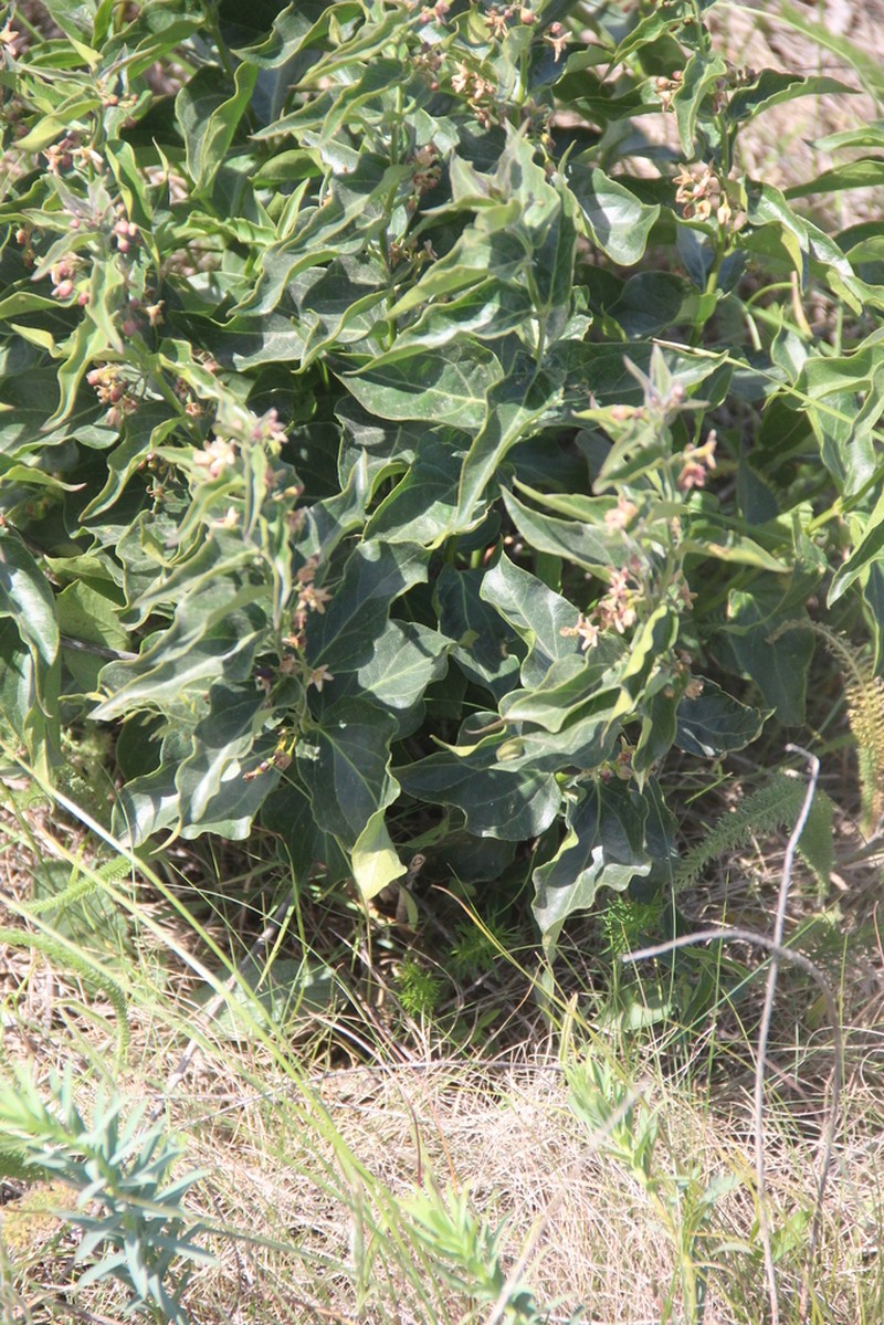 Vincetoxicum schmalhausenii photo 7