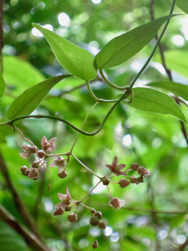 Vincetoxicum sieboldii