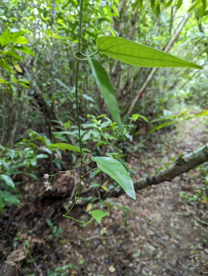 Vincetoxicum sieboldii photo 2