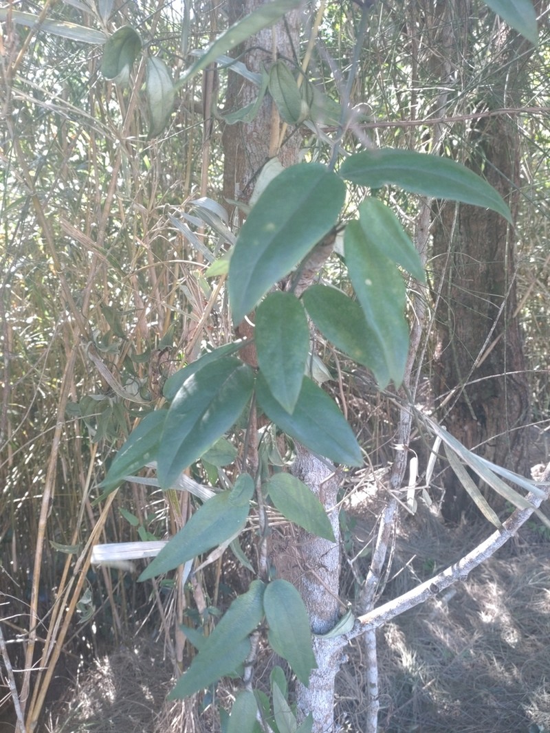 Vincetoxicum sieboldii photo 3