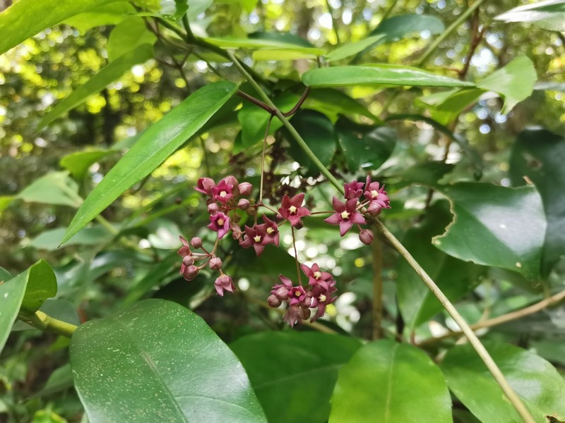 Vincetoxicum sieboldii photo 4