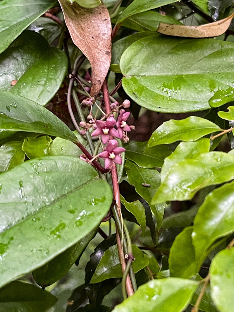 Vincetoxicum sieboldii photo 5