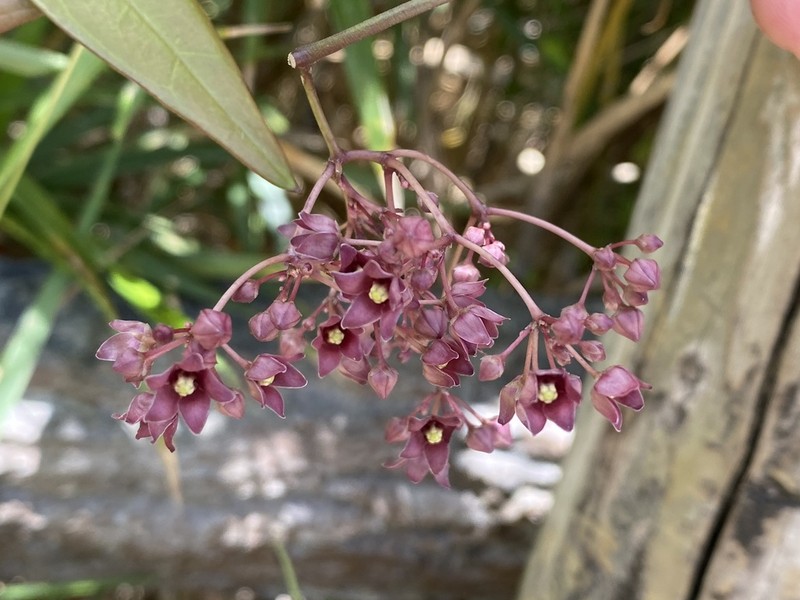 Vincetoxicum sieboldii photo 6
