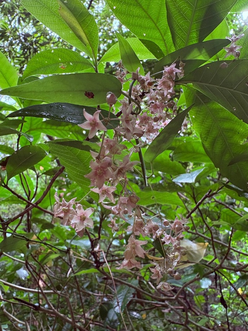 Vincetoxicum sieboldii photo 7
