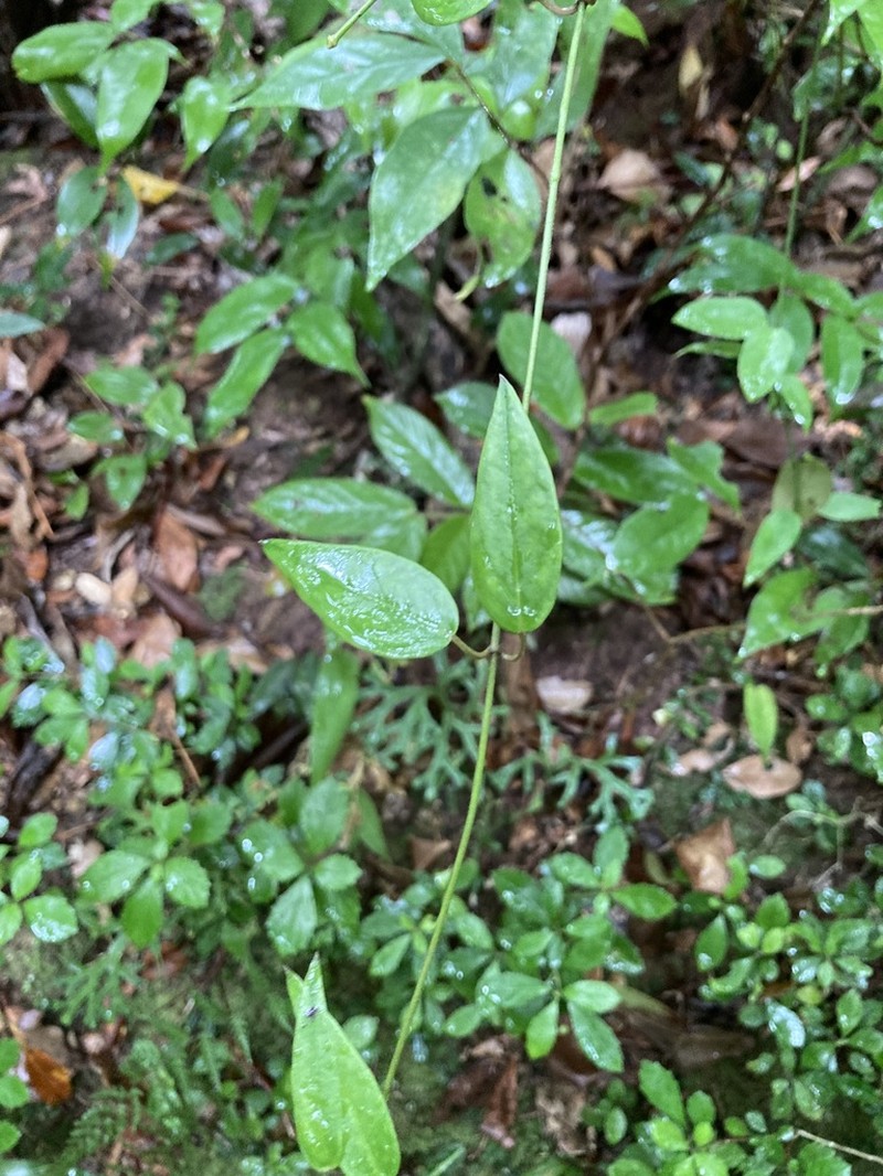 Vincetoxicum sieboldii photo 8