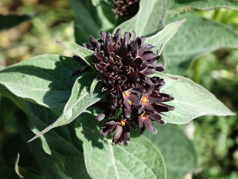 Vincetoxicum speciosum photo 2
