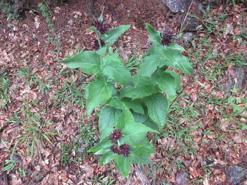 Vincetoxicum speciosum photo 3
