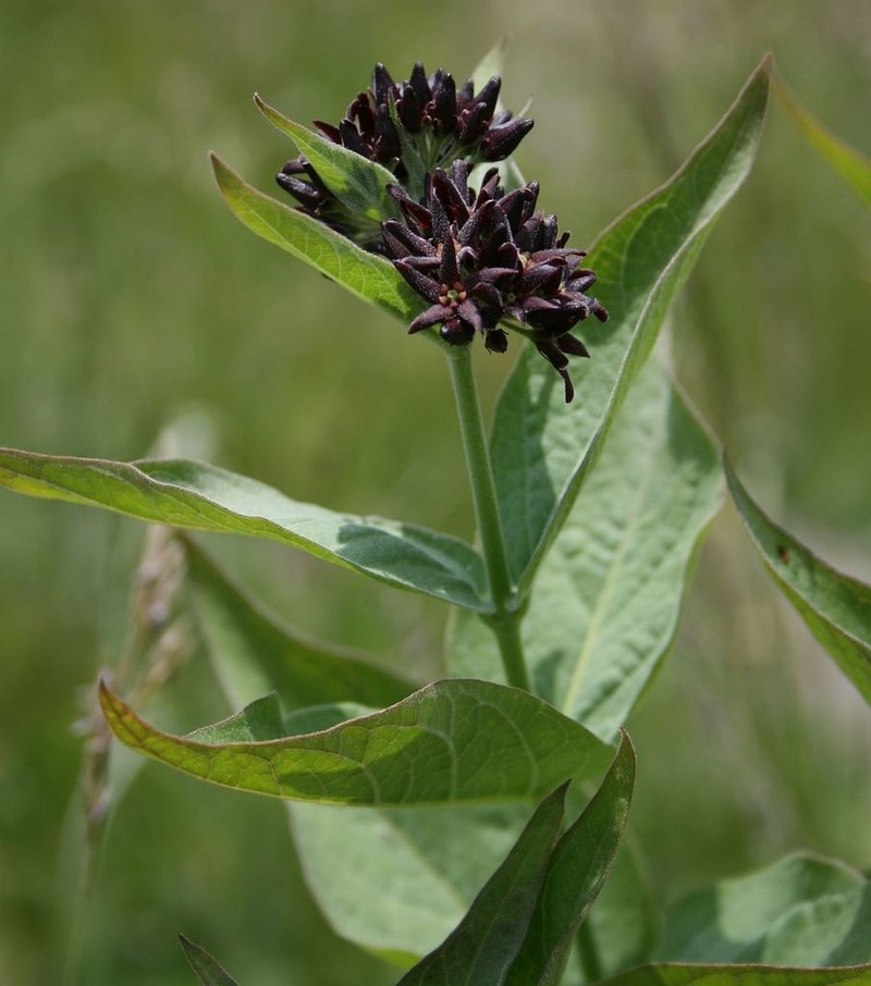 Vincetoxicum speciosum photo 4