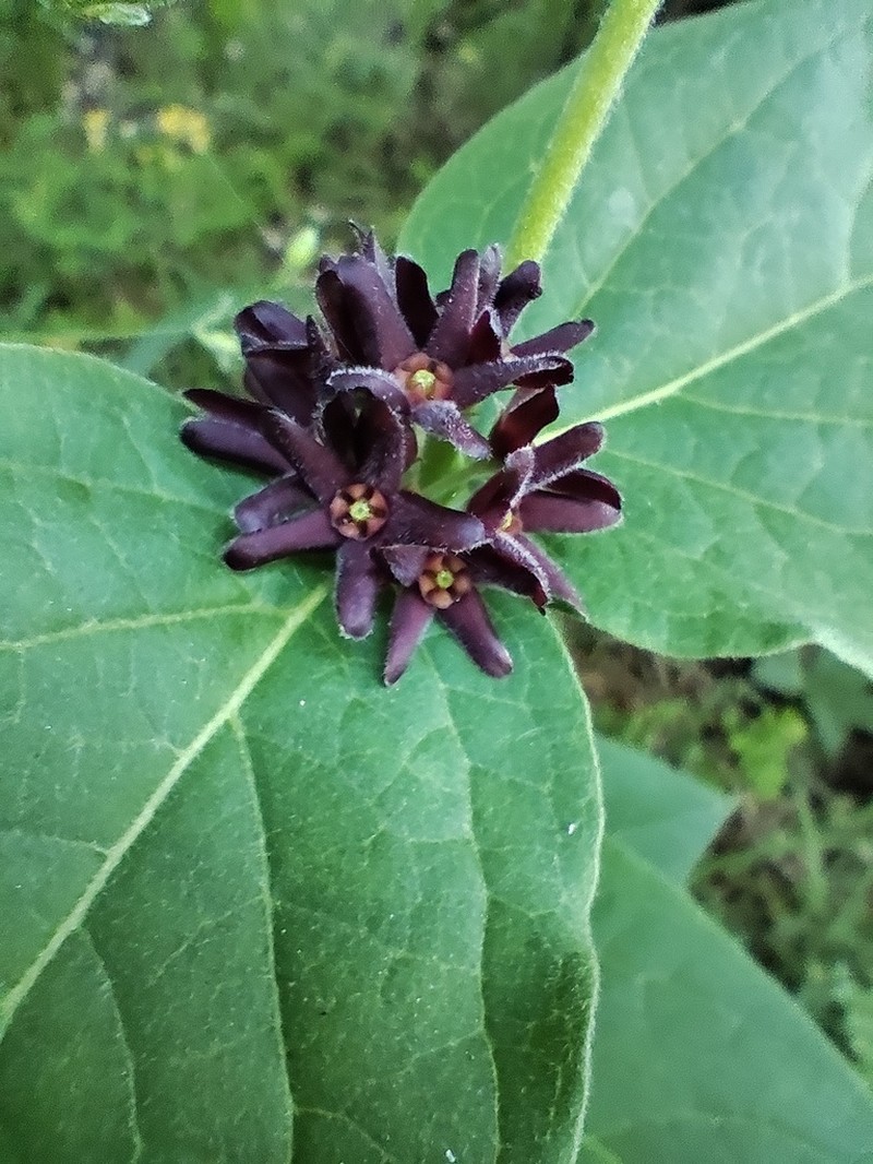 Vincetoxicum speciosum photo 5