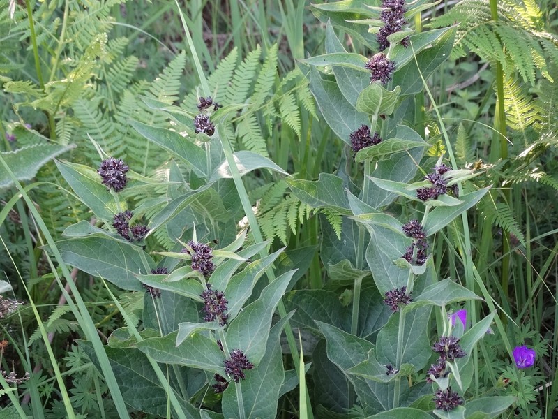 Vincetoxicum speciosum photo 6