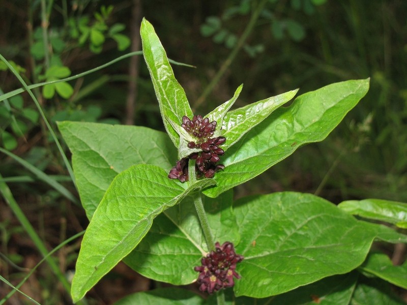 Vincetoxicum speciosum photo 7