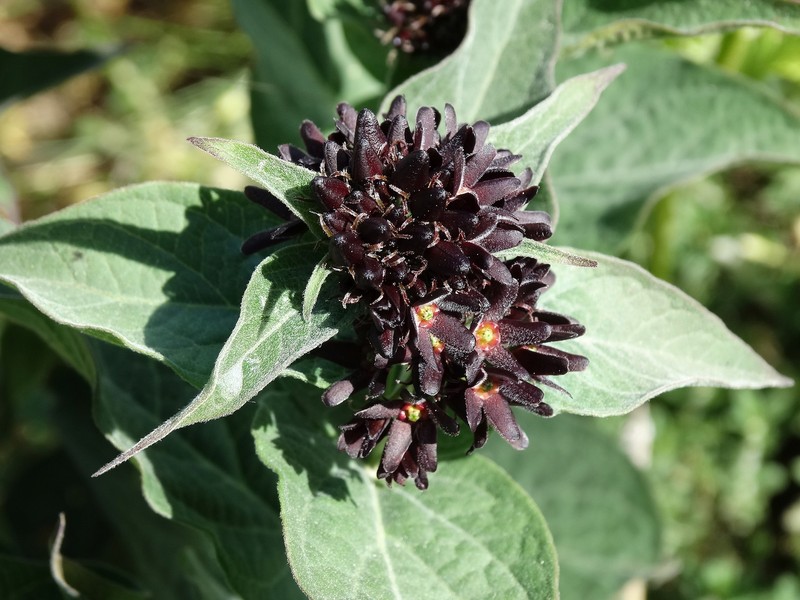 Vincetoxicum speciosum photo 8