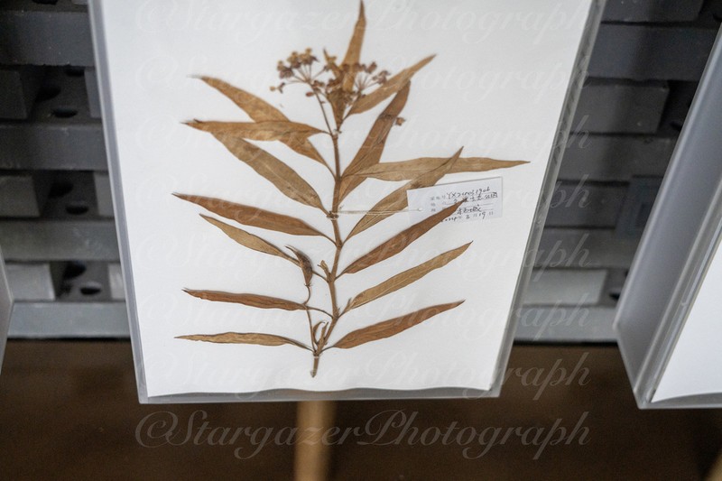 Vincetoxicum stauntonii
