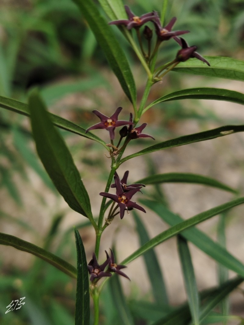 Vincetoxicum stauntonii photo 3