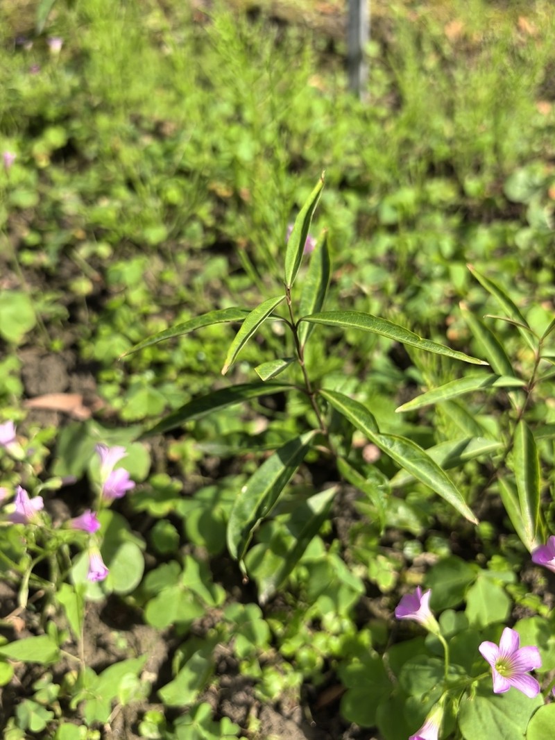 Vincetoxicum stauntonii photo 4