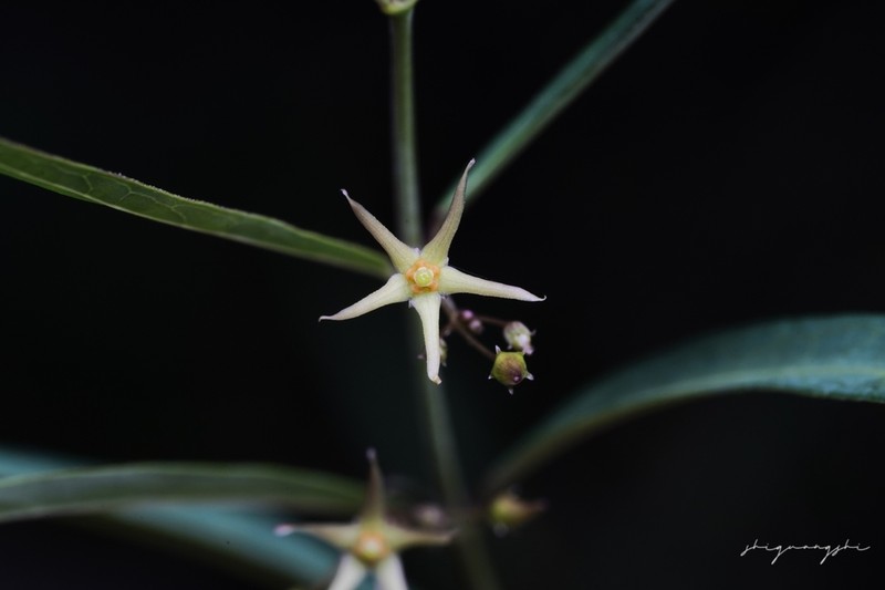 Vincetoxicum stauntonii photo 5