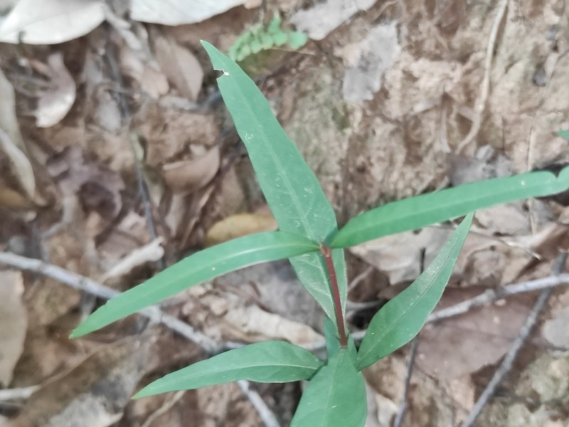 Vincetoxicum stauntonii photo 6