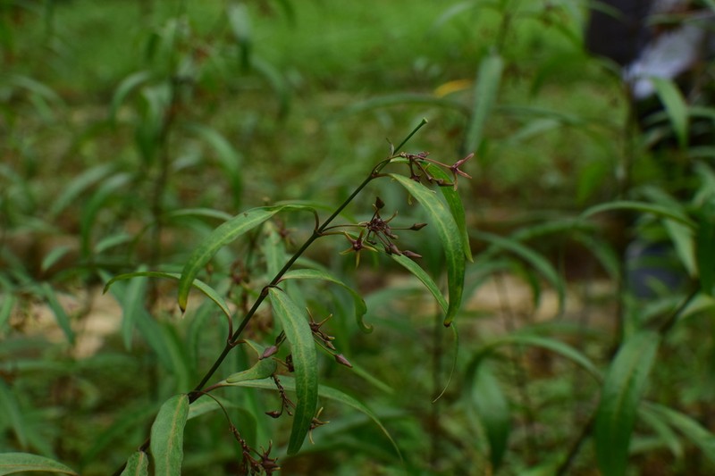 Vincetoxicum stauntonii photo 7