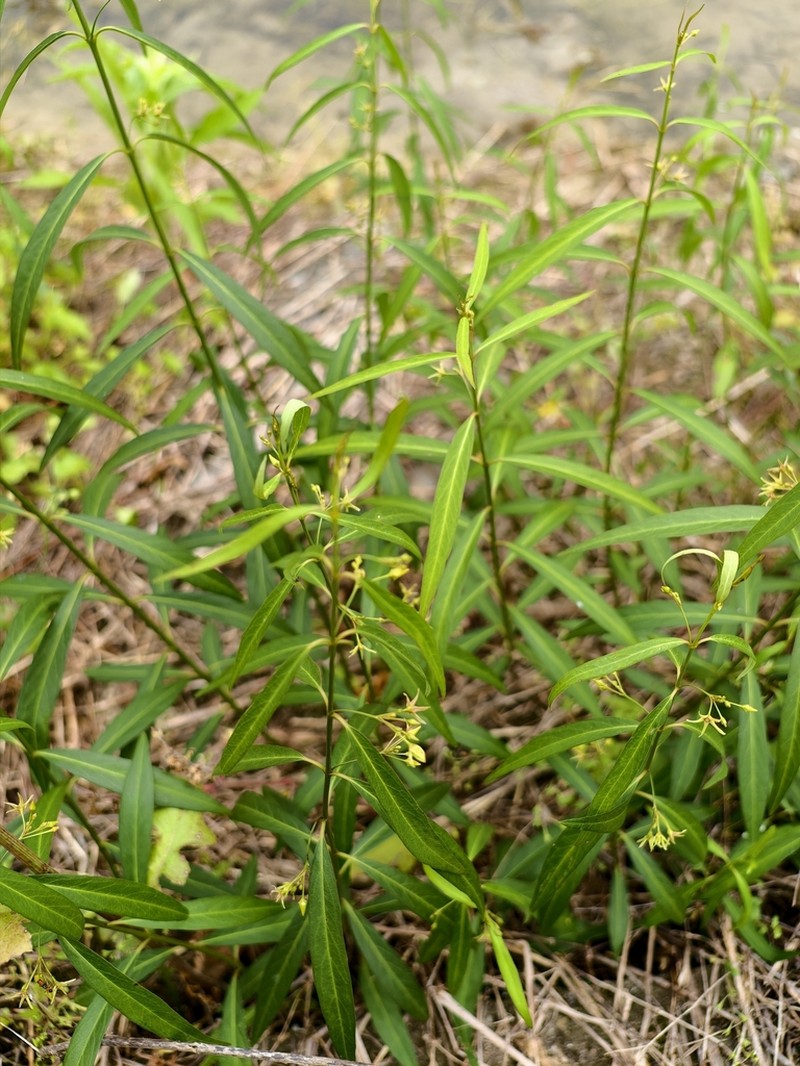 Vincetoxicum stauntonii photo 8