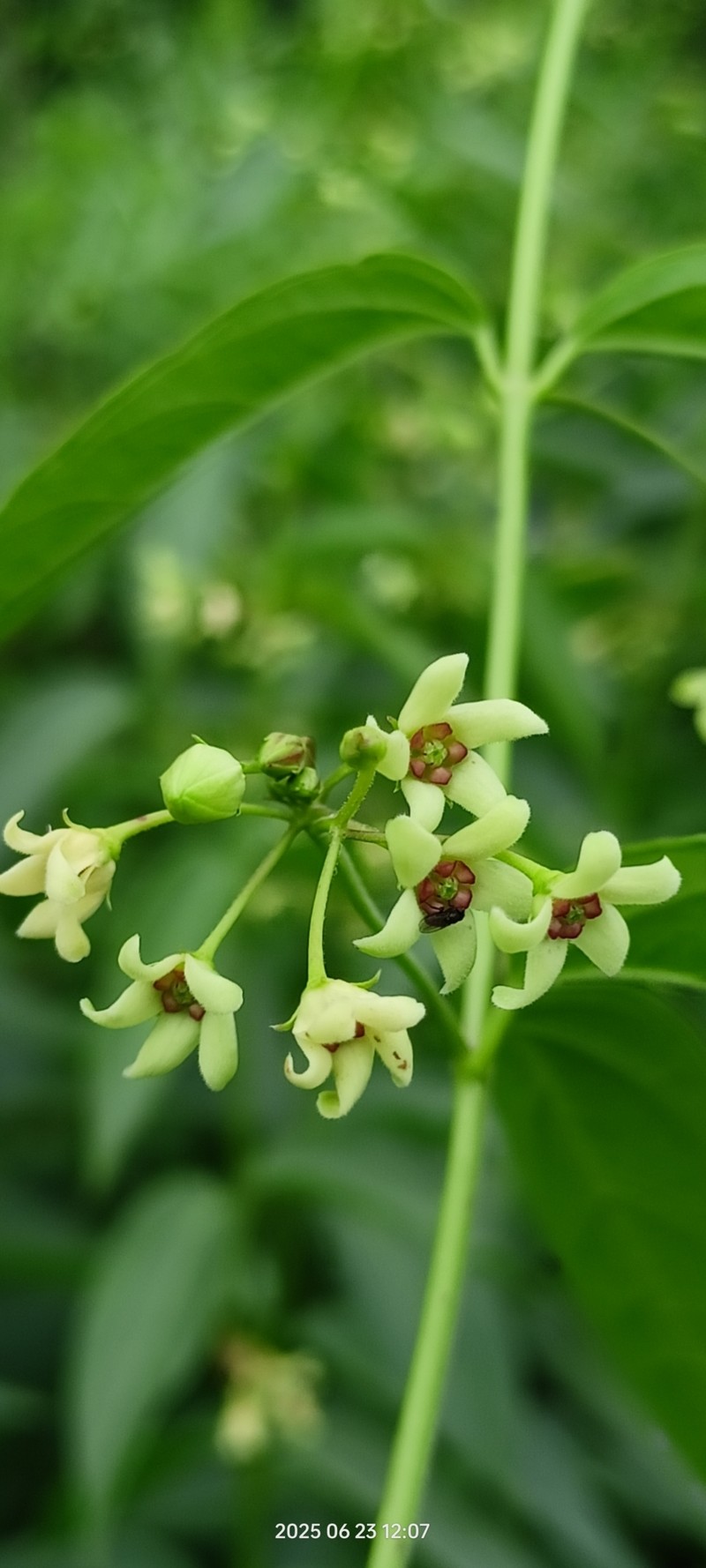 Vincetoxicum stauropolitanum photo 2