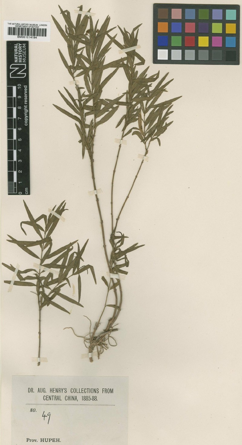 Vincetoxicum stenophyllum