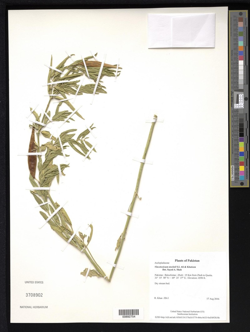 Vincetoxicum stocksii