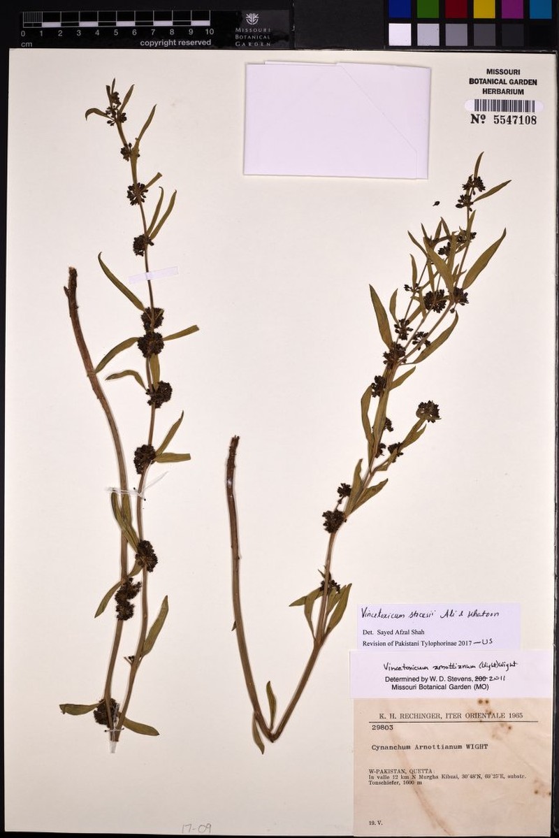 Vincetoxicum stocksii photo 2