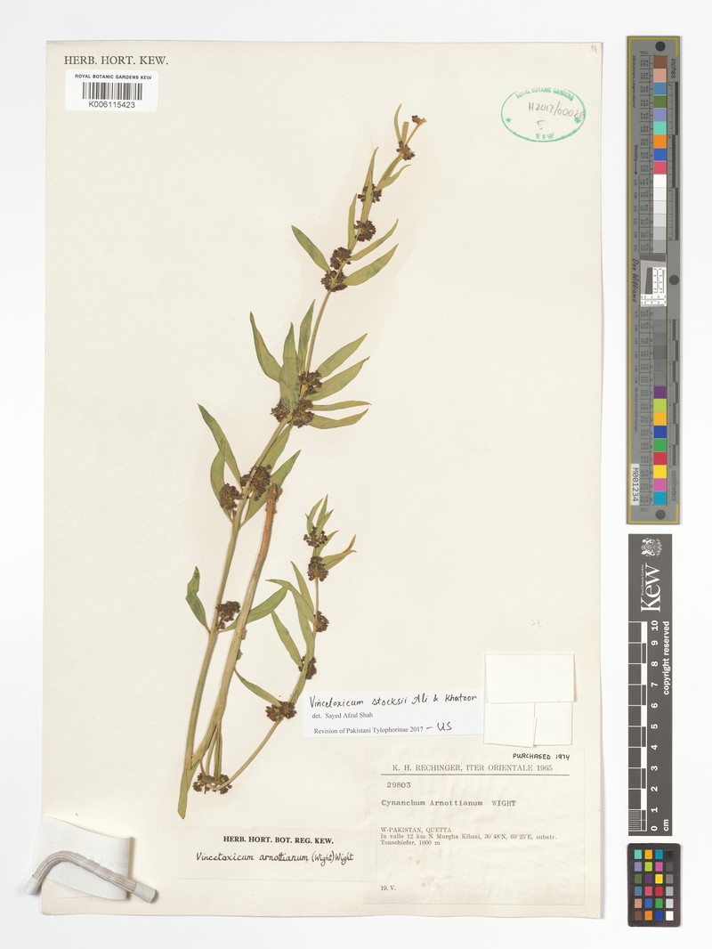 Vincetoxicum stocksii photo 3