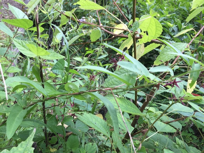 Vincetoxicum sublanceolatum