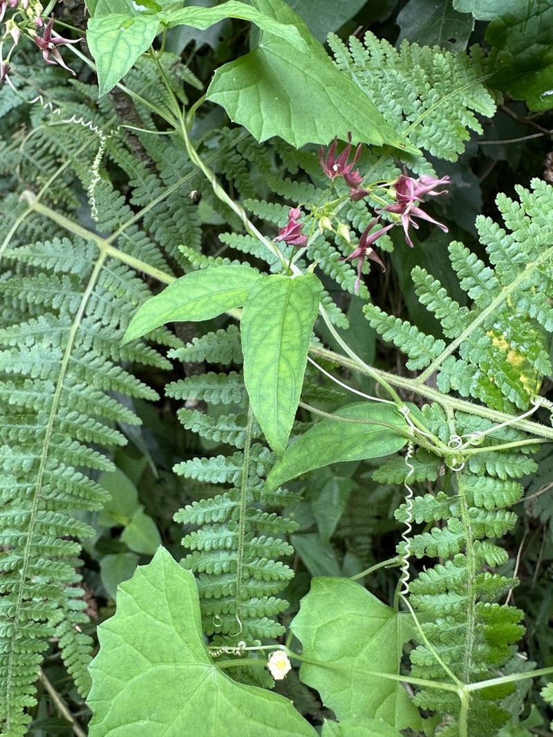 Vincetoxicum sublanceolatum photo 2