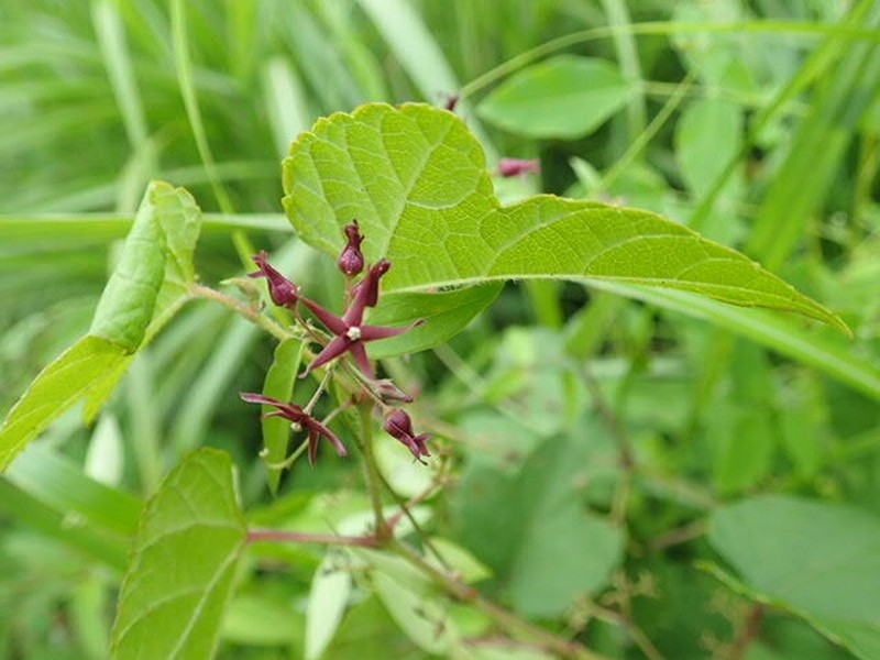 Vincetoxicum sublanceolatum photo 3