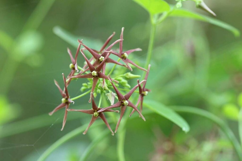 Vincetoxicum sublanceolatum photo 4