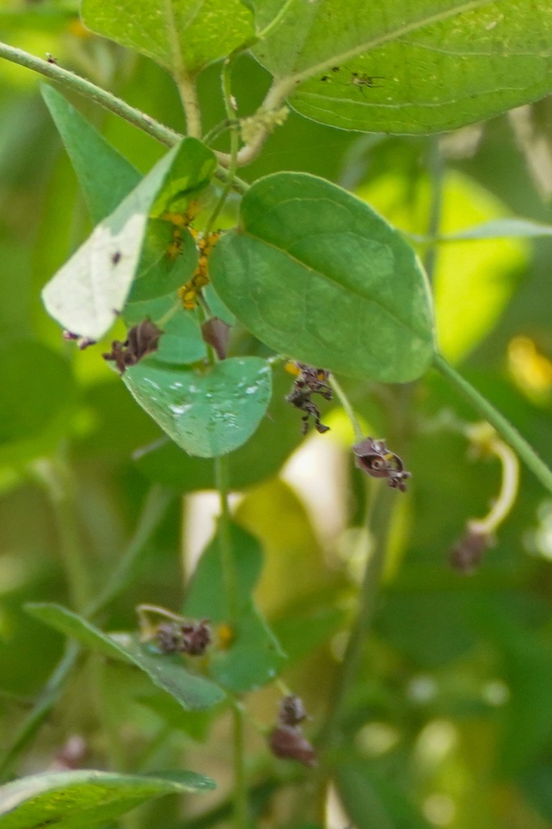 Vincetoxicum sublanceolatum photo 5