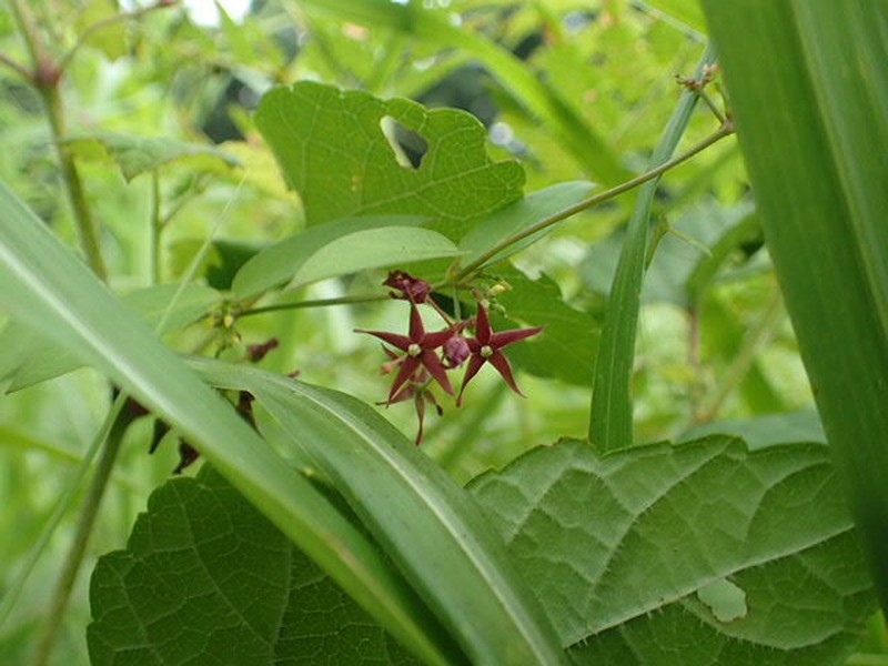Vincetoxicum sublanceolatum photo 6