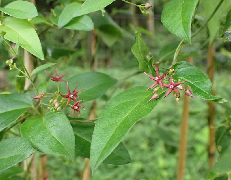 Vincetoxicum sublanceolatum photo 7