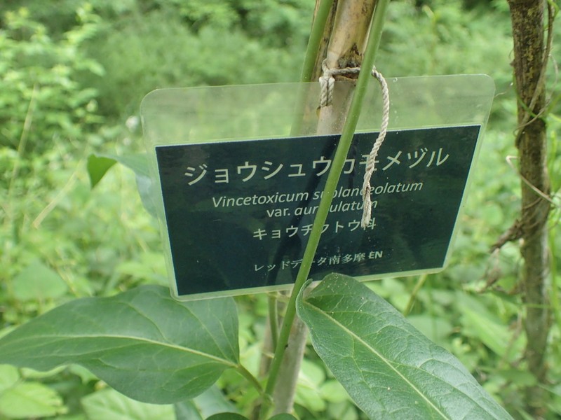 Vincetoxicum sublanceolatum photo 8