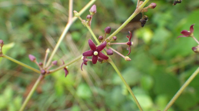 Vincetoxicum sylvaticum photo 3