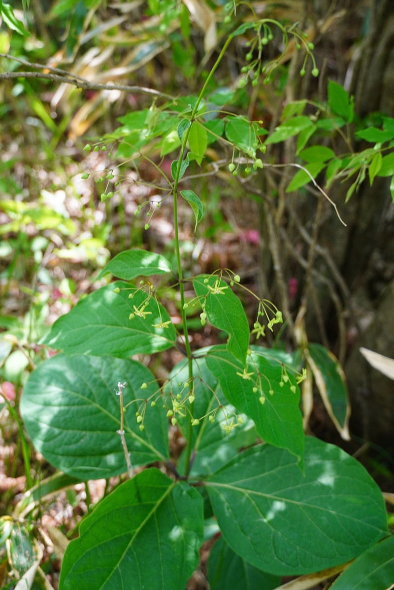 Vincetoxicum taihangense