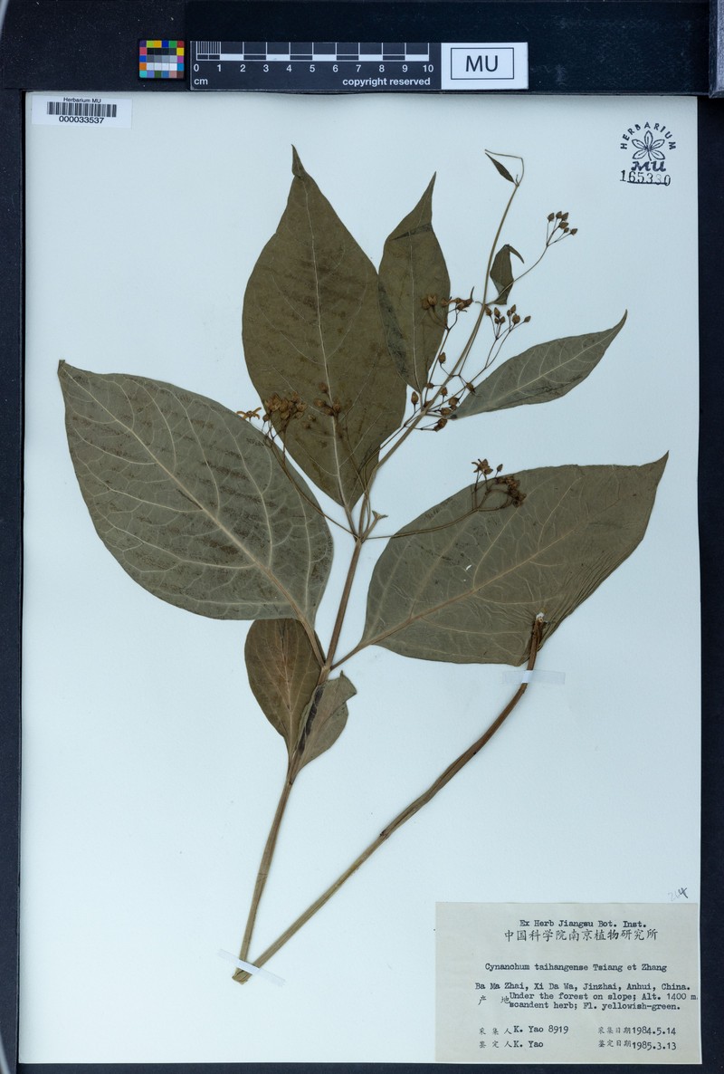 Vincetoxicum taihangense photo 2
