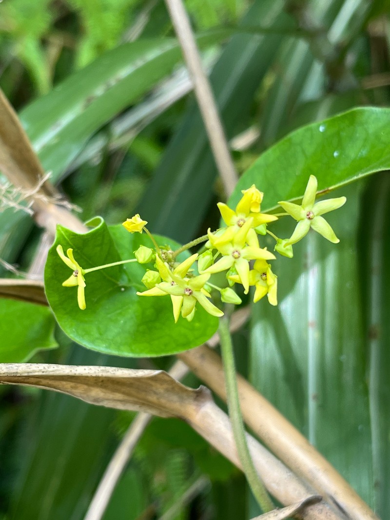 Vincetoxicum tanakae