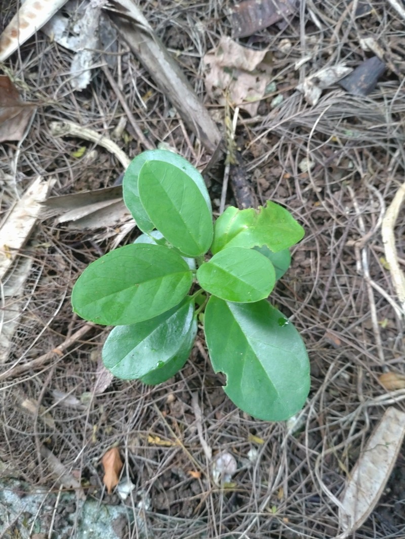 Vincetoxicum tanakae photo 2
