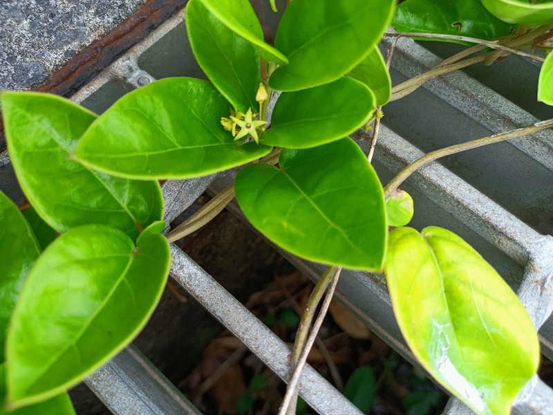 Vincetoxicum tanakae photo 3